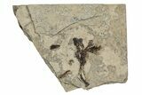 Fossil Monocot Flower - Green River Formation, Wyoming #245067-1